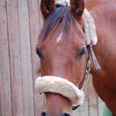 Anden særlig race Coma Estrello<3333
