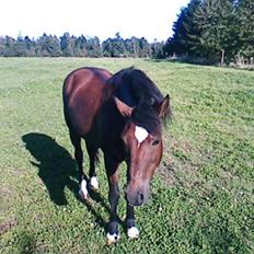 New Forest Strandgårdens Peace