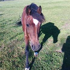 New Forest Strandgårdens Peace
