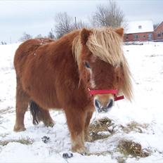 Shetlænder Fanny 