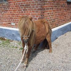 Shetlænder Fanny 