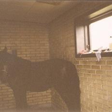 Anden særlig race Ringo (solgt  og efterlys