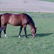 Dansk Varmblod Ferá Krogen