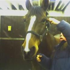 Dansk Varmblod Ferá Krogen