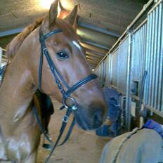 Anden særlig race Stald Gipsys Bandit