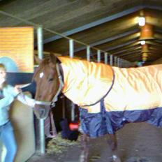 Anden særlig race Stald Gipsys Bandit