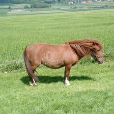 Shetlænder Liselotte *Død*