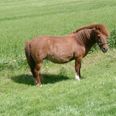 Shetlænder Liselotte *Død*