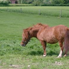 Shetlænder Liselotte *Død*