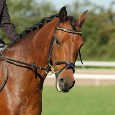 Tysk Sportspony Navatjo- drømmeponyen.†