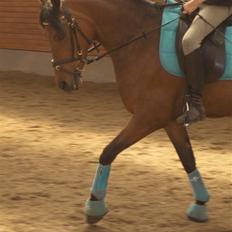 Tysk Sportspony Navatjo- drømmeponyen.†