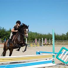 Welsh Pony (sec B) Lyngvejens Flicka(solgt)