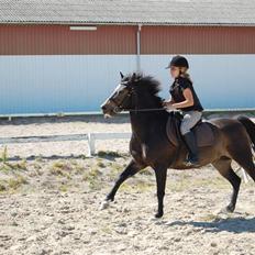 Welsh Pony (sec B) Lyngvejens Flicka(solgt)