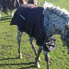Knabstrupper vestergaard`s lucas (død)