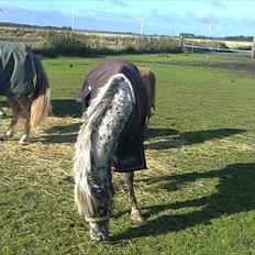 Knabstrupper vestergaard`s lucas (død)
