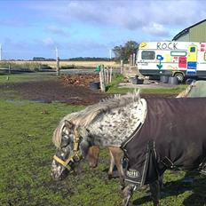 Knabstrupper vestergaard`s lucas (død)