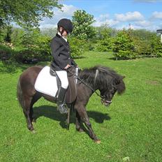 Anden særlig race Dixeline - solgt