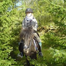 Anden særlig race Dixeline - solgt