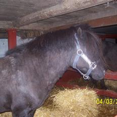 Knabstrupper sonny af mesballe (baby) (død)