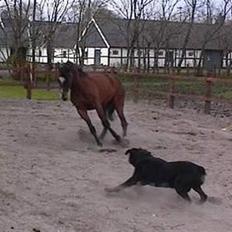 Fuldblod (XX) lady tess død