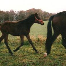 Anden særlig race Loco Caballo