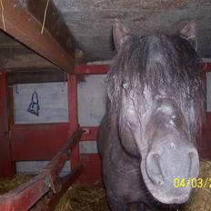 Knabstrupper føl pøl