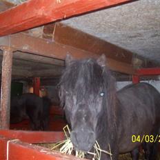 Knabstrupper føl pøl