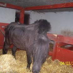 Anden særlig race sune død