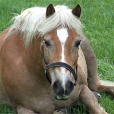 Haflinger Rumle