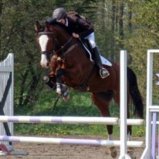 Westfaler Lilliefee R.I.P