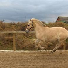 Fjordhest katrinedals Janus solgt