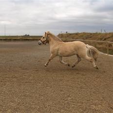 Fjordhest katrinedals Janus solgt