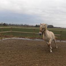 Fjordhest katrinedals Janus solgt