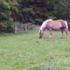 Haflinger Rumle