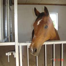 Anden særlig race Delight