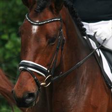 Holstener Indegaardens Capone  