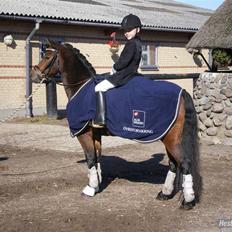 Anden særlig race Fister SOLGT