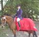 Sportsaraber (A) LAUDER