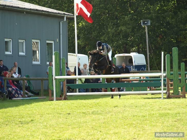 Anden særlig race Shakira (Solgt) - Distrikstsmesterskab for hold -07. Vi blev nr. 2 billede 8