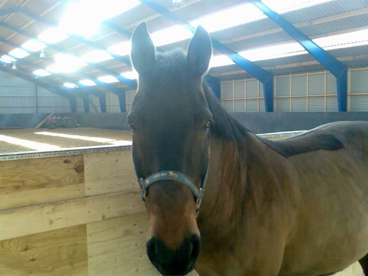 New Forest Kenzo Amarine  - velkommen til Kenzo Amarine´s bruger <´33 - skal lige siges at ingen af mine billeder skal bruges på net-pony! billede 1