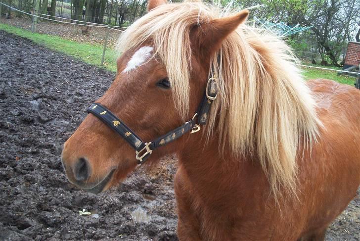 Islænder stjarna(for altid savnet) -  stjarna hun er en føre hest for alle Hopperne min  stjarna forever :) billede 3