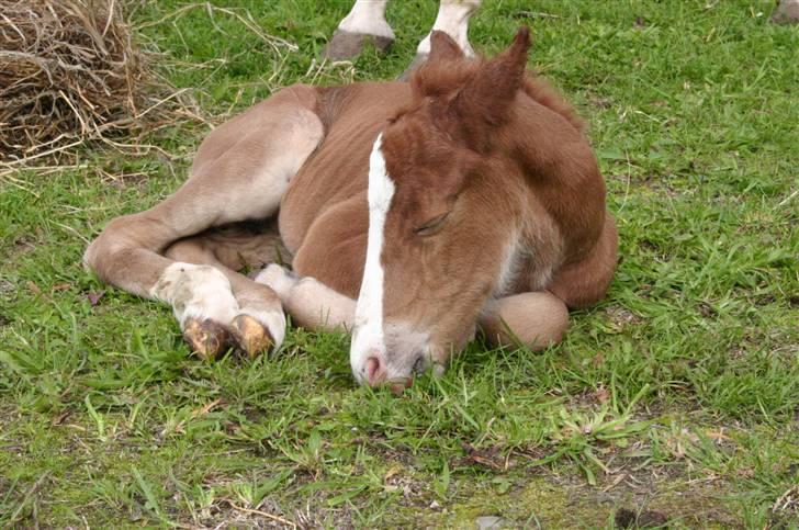 DSP Guldborggaards Remir - Remir den dag han blev født billede 6