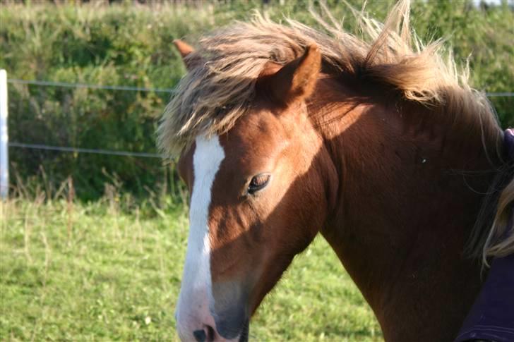 DSP Guldborggaards Remir - Remir den frække pony :D billede 7