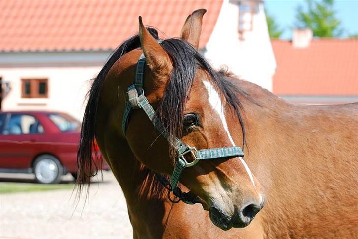 Arabisk fuldblod (OX) Til MINDE om Natasja ox. billede 4
