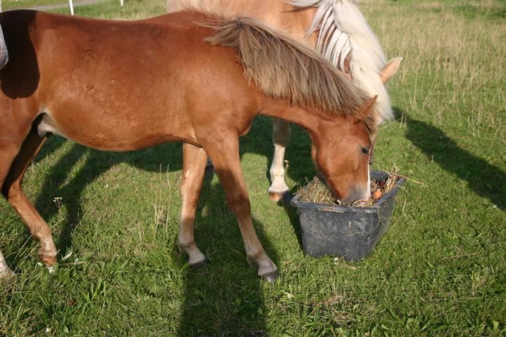 DSP Guldborggaards Remir - umm det smager godt :b billede 8