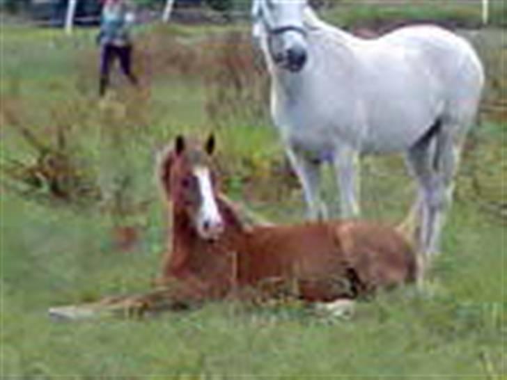 DSP Guldborggaards Remir - Remir som lidt yngre billede 9