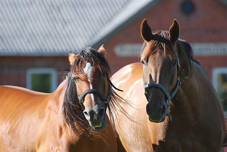 Arabisk fuldblod (OX) Til MINDE om Natasja ox. - Bedste Venner..? billede 14