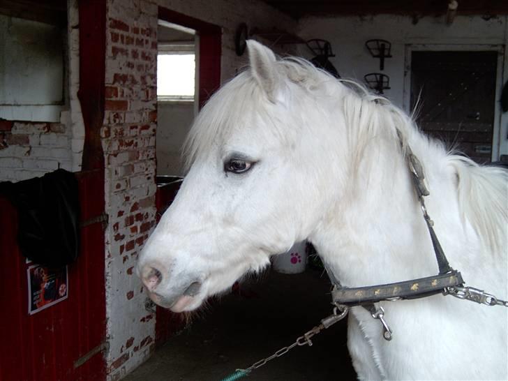 Welsh Pony (sec B) Samson (for altid savnet) - Jeg savner dig min Gamle ven I Love You Samson <3 billede 1