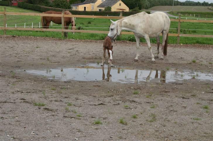 DSP Guldborggaards Remir - tør jeg gå ud i det ?? billede 10