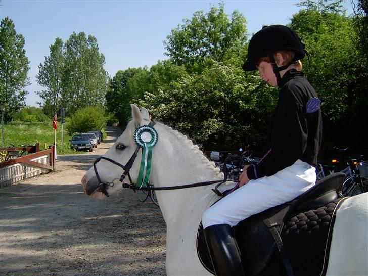 Welsh Pony (sec B) Samson (for altid savnet) - min storbror der var til stævne og vandt en 3 plas rosset :]  billede 3